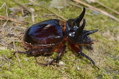 strategus antaeus species.